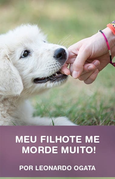 Meu filhote me morde muito Clearance